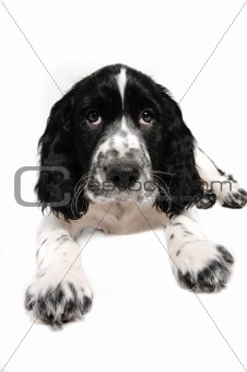 English springer spaniel puppy