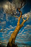 Old tree at sunset with clouds