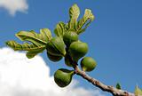 fig fruits and leaf