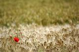 Papaver flower in wheat field in france