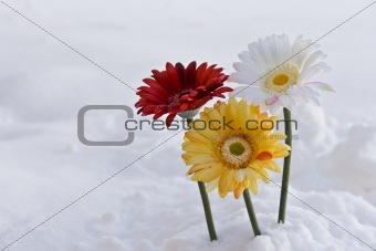 Flowers in the Snow