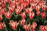 Canadian Tulips (Red and White)