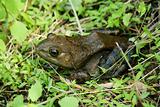 American Bullfrog in the grass