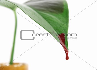 Bleeding leaf