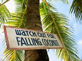 Warning sign on coconut palm tree