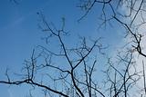Sky Through Web of Branches