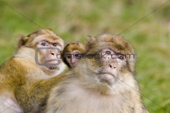 Two monkeys with baby