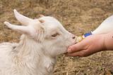 The female hand feeds a little goat
