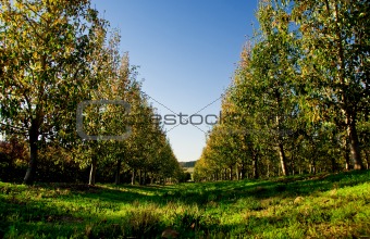 Rows of Fruit Trees