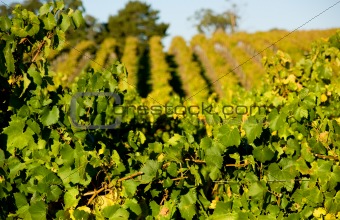 Fresh Green Vines