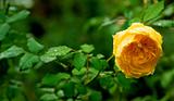 Gorgeous Yellow Rose