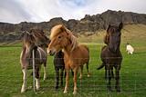 group of icelandic horses