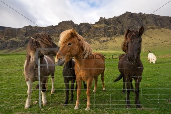 group of icelandic horses