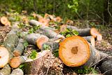 Piles Of Lumber