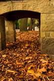 Autumnal Tunnel