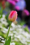 Colorful beautiful nature tulips 