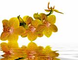 Yellow and pink orchid reflecting in water