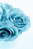 Detail of abstract blue rose