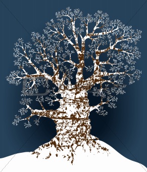 Snow oak