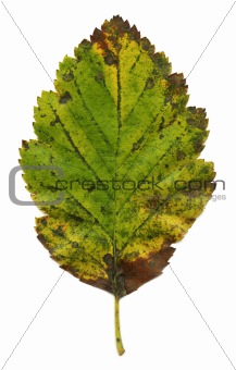 Autumn leaf XXL file
