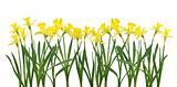 Daffodil banner