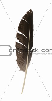 Feather isolated