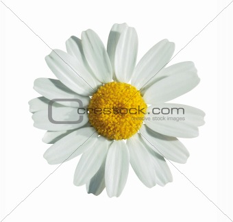 Summer flower on white with path