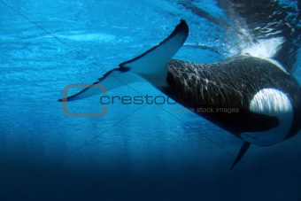 Killer whale underwater
