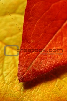 leaf over leaf