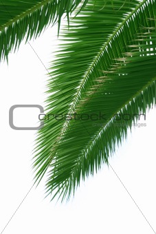 Isolated palmtree