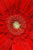 Red gerber daisy