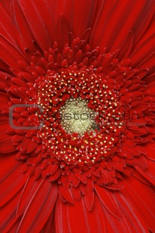Red gerber daisy