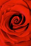 Red rose macro background