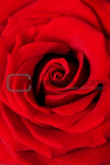 Red rose macro background