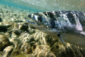 Salmon underwater