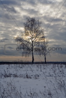 tree in the field in winter