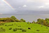 Rainbow above the sheep grazing