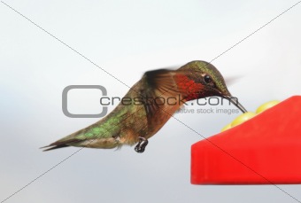 Hungry Ruby-throated Hummingbird