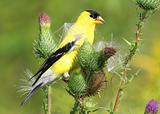 American Goldfinch (carduelis tristis) On Flower