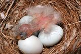 Baby House Finch In A Nest