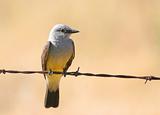 Western Kingbird