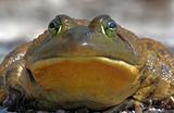 Bull Frog (Rana catesbeiana) Close-up