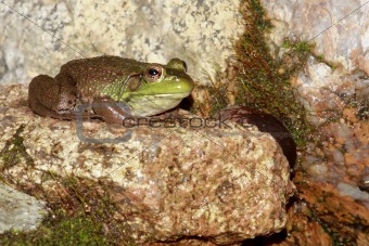 Green Frog (Rana clamitans)