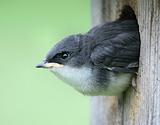 Baby Tree Swallow In A Birdhouse