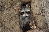 Baby Raccoon (Procyon lotor) in a Tree