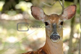 White-tailed deer (Odocoileus virginianus)