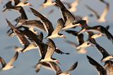 Flock of Black Skimmers In Flight