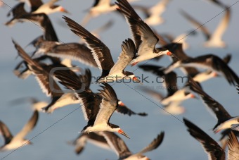 Flock of Black Skimmers In Flight