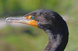 Double-crested Cormorant  In The Everglades