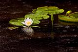 water lily pad and flowers